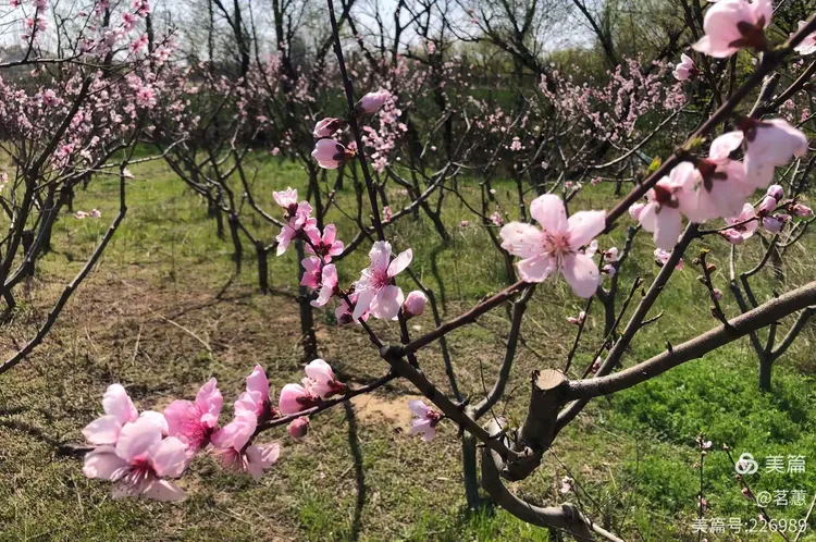 山寺桃花始盛开